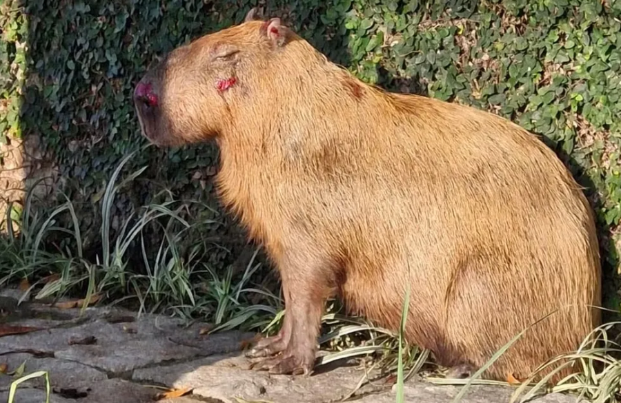 Capivara é espancada por grupo na Ilha do Governador; polícia investiga o caso